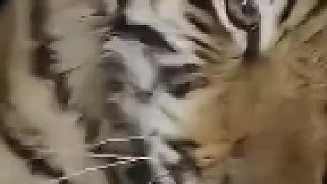 6个月大小老虎半夜站饲养员床头求贴贴，主人：体验过之后就赖上床了