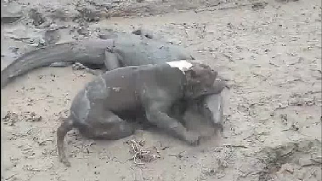 巨蜥会不会死不知道，这狗肯定不谈了