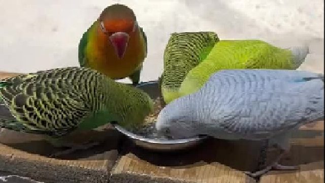 离了这只红毛别的鹦鹉都能饿死