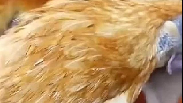 石榴姐：饱了，真的饱了