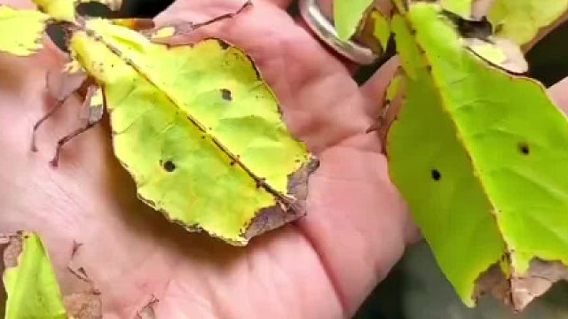 神奇的大自然，这类虫子进化得足以以假乱真，长得像树叶也就算了