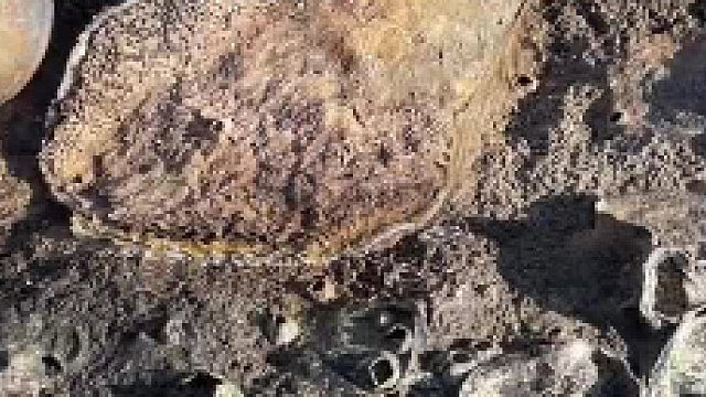 来自大自然的馈赠！__