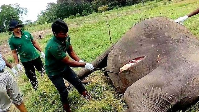 为什么大象死后，尸体不能碰？男子不听劝，结果“凉凉”了