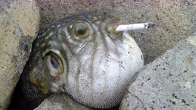 小伙趁河豚鼓气时，插了一根烟进嘴里，结果把河豚给坑惨了！