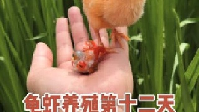 龟虾养殖第十二天