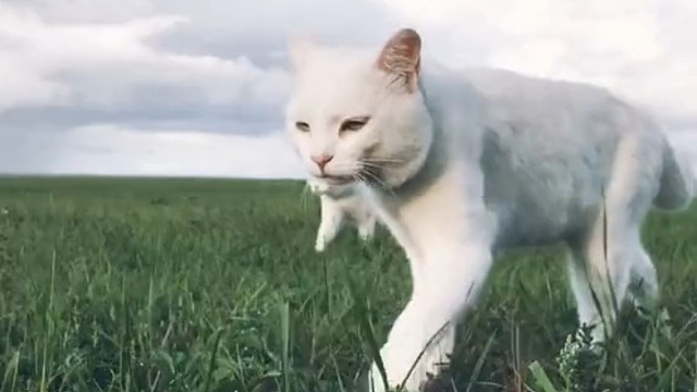 白狮饿了准备好了吗？