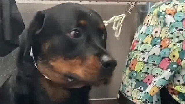 能看出来它已经慌了