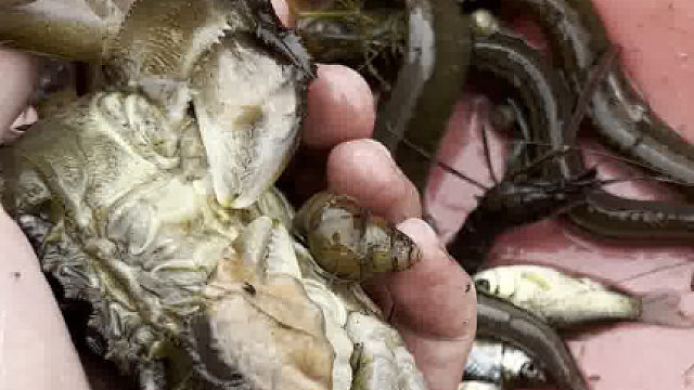 在坚强的外表，也有柔弱的一面！大闸蟹最后一次脱壳