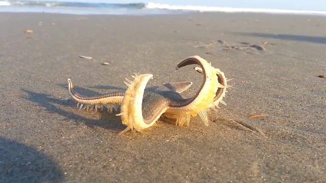 原来海星是这么走路的