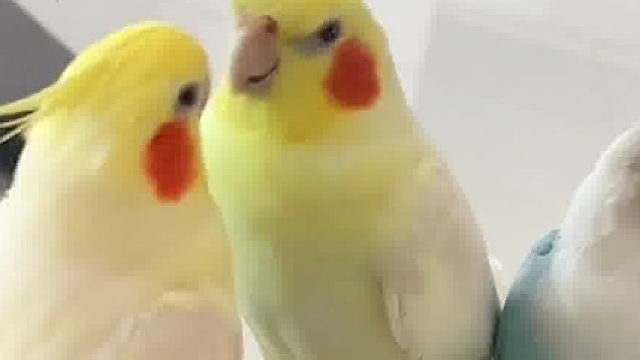 biubiu是它最喜欢的歌词​​​