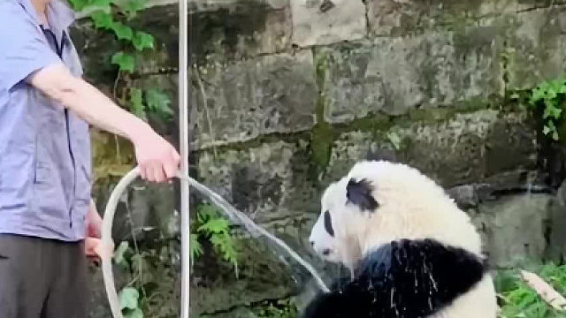 大熊猫渝可洗澡洗上瘾了，馆长给它洗完冲冲凉，结果自己从馆长的手里抢过水管，自己冲上了，开心惨了