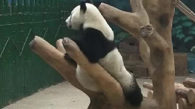 国宝看了看肚子：我寻思我也mei吃猪脚饭呐