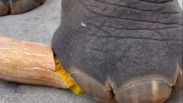 多么熟悉的声音