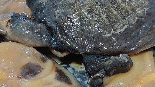 值得一尝的
惊喜的味道
你吃过了吗