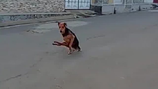 装逼这两个字已经被它拿捏了