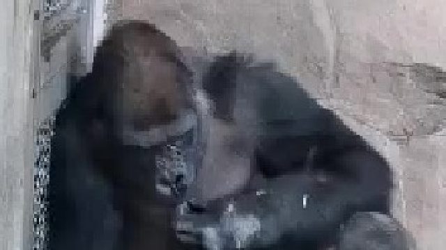 大家宅一个月就受不了，它却要宅一生，放他们会森林吧