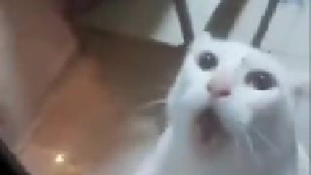 猫。。。。救命啊