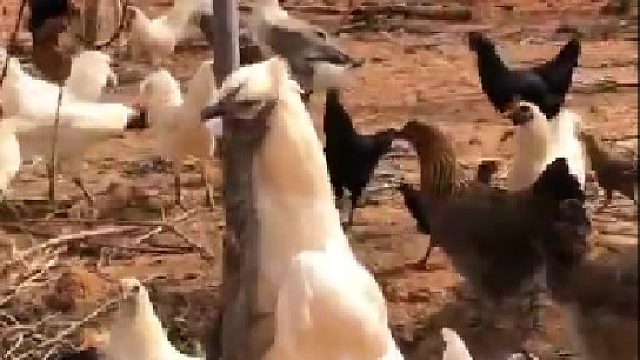 你可不能丢下他们呀