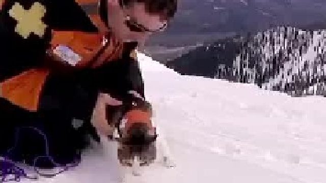 雪崩搜救猫你一定没见过，没错，猫！