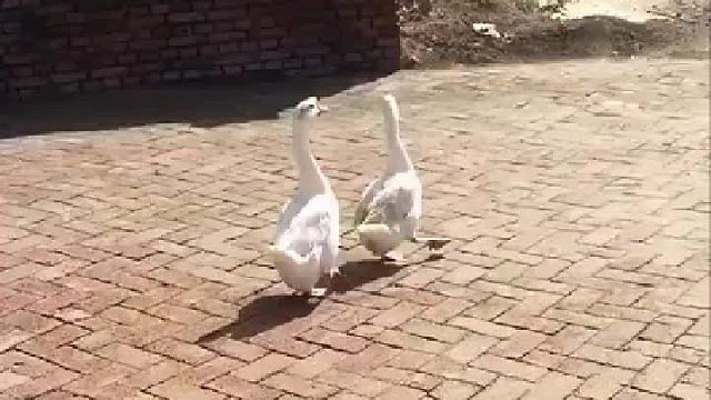 一只大鹅成功的被同伴带跑偏了