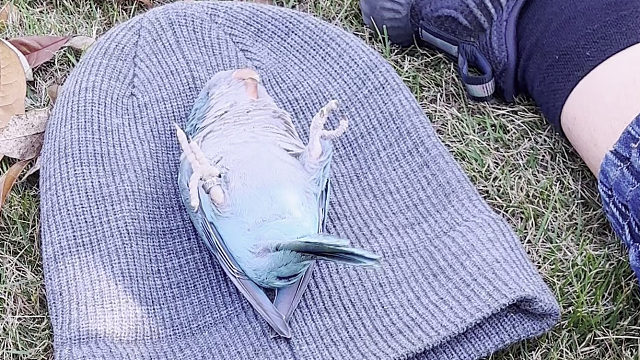 挑战全网最困的小鸟