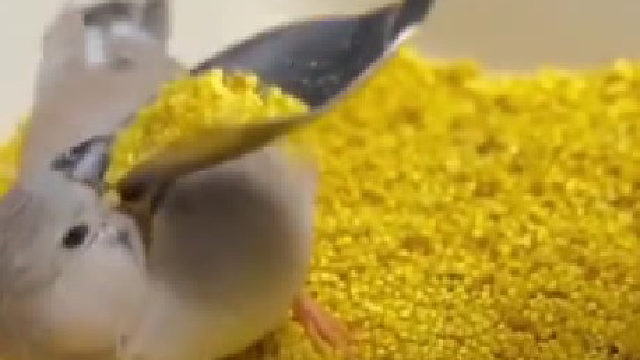 有一种饿叫主人觉得你饿：够吗，孩子？