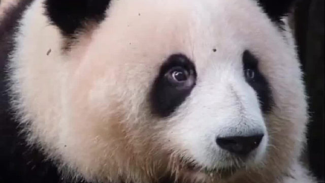 花花打嗝：可爱熊福宝打嗝：害羞熊二顺打嗝：逗比熊