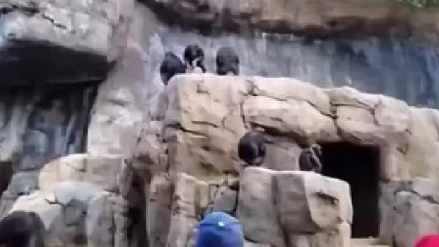 上一秒朝游客扔石头下一秒...网友：原来动物也有一样的童年