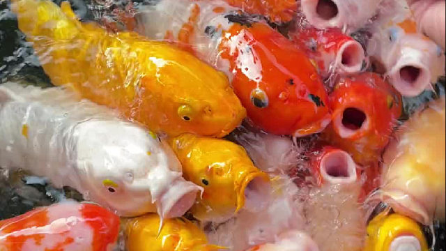 红的配白的加上金色果然很好看