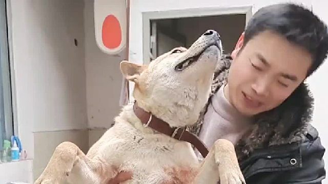 大黄抱起来就像一个雕塑一动不动笑死我了