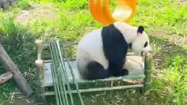 小床是竹子做的，没事它就啃两口…网友：含蓄了，没暴露胖岩的椅子已经报废了