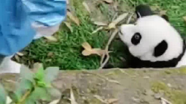 这只熊猫外号，金叫唤