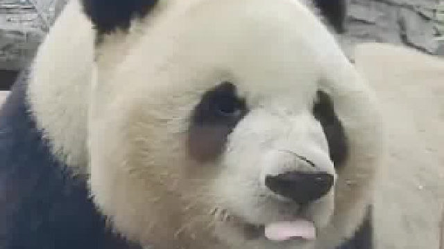 打个卡，表示我上班了，要拍照的抓紧时间，一会我就回空调房里吃竹子去了