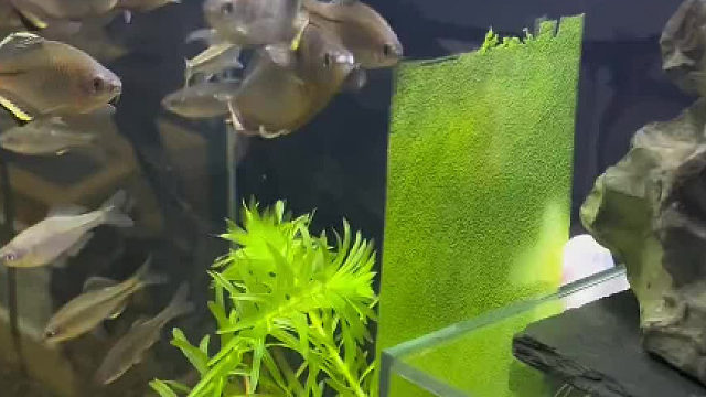 天然的鱼饲料！