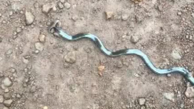 这是什么生物？ ​​​