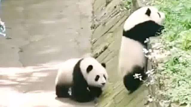 故意引渝爱上坡，没想到宠妹狂魔渝可冲过去，要帮妹妹上去