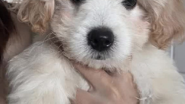 他长得好潦草，潦草的好可爱