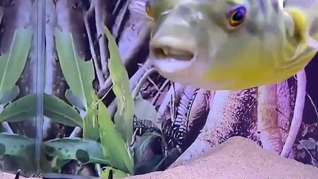 这下玩完了，被一口爆头了