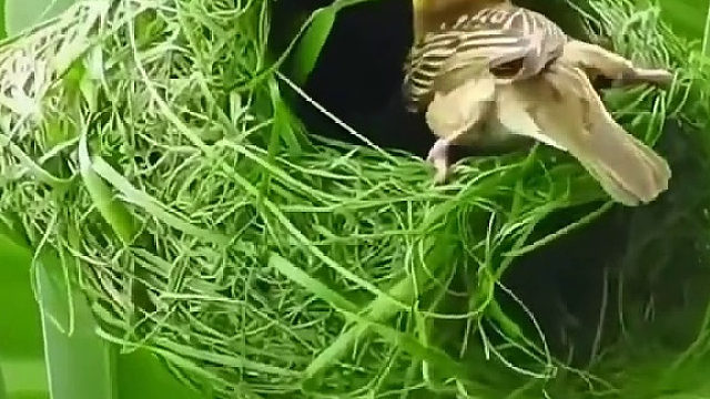 一只鸟儿，在一线大城市，编织一个窝，短则一两天，长则半个月，就可以坐享一片风水宝地了