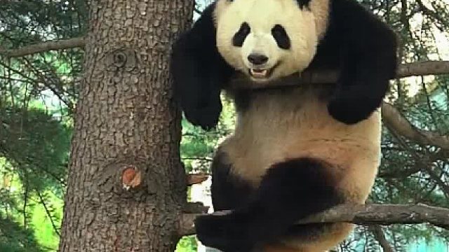 大熊猫：我负责卖萌，叔叔阿姨负责拍照