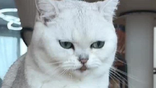 银渐层不会都这样吃东西吧