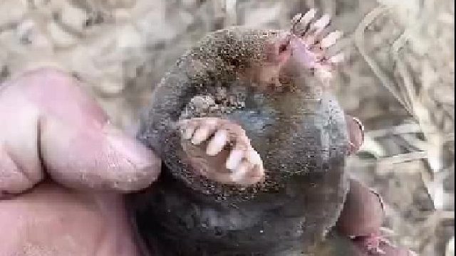 给它丢在混凝土地面上，让他知道鼠道难