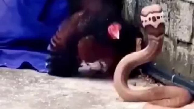 老母鸡大战眼镜蛇