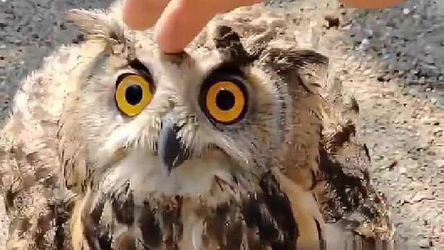 你是公的，你得出去找媳妇