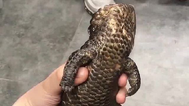 松果蜥，拿手上好玩吗