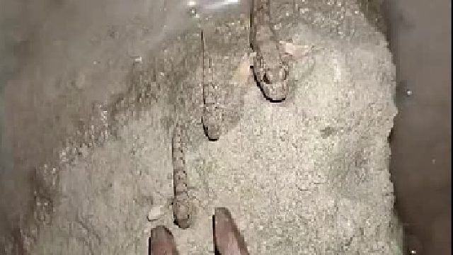 捉这个需要什么技巧