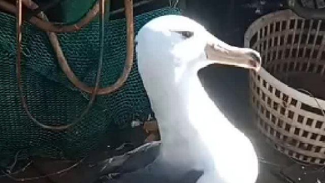 搭顺风船的海鸟，感觉比海鸥大，这究竟是啥鸟呢？一点也不怕人