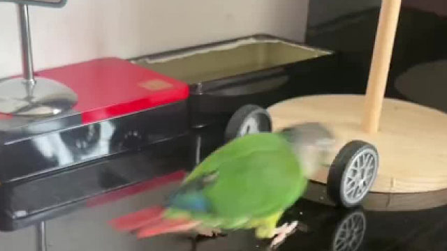 这年头 没十八般武艺连做只鸟都没资格