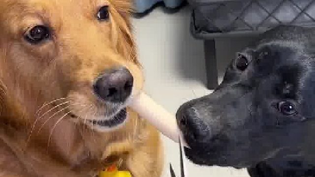 一碗水我得端平咯