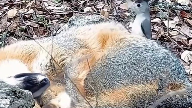 狡猾如狐狸，也有被薅绒毛的时候。对于山雀来说，狐狸的绒毛真是做窝的好材料